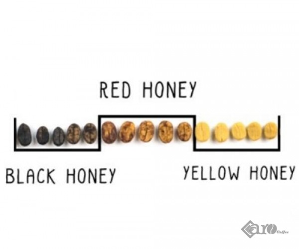 ROBUSRA HONEY - CÀ PHÊ CHẤT LƯỢNG CAO